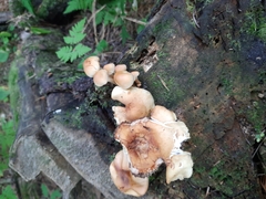 Kuehneromyces lignicola