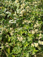Pycnanthemum muticum