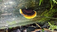 Gloeophyllum sepiarium