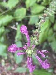 Stachys