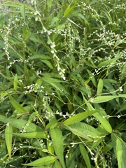 Persicaria punctata