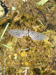 Ephemera vulgata