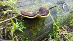 Gloeophyllum sepiarium