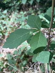 Rhus trilobata