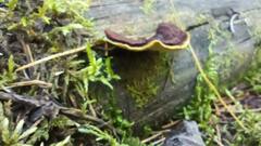 Gloeophyllum sepiarium