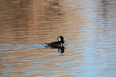 Lophodytes cucullatus