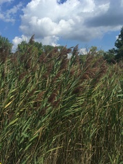 Phragmites australis australis
