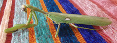 Sphodromantis viridis