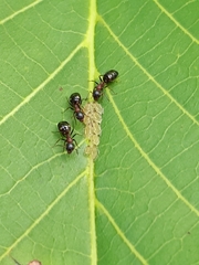 Dolichoderus quadripunctatus