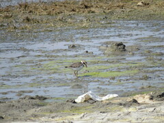 Charadrius hiaticula