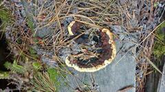 Gloeophyllum sepiarium