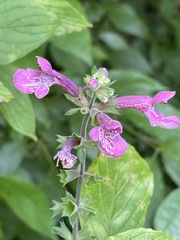 Stachys