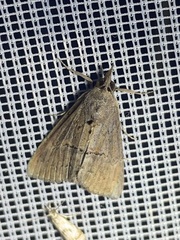 Hypena