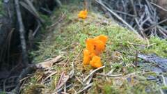 Dacrymyces chrysospermus