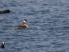 Podiceps cristatus