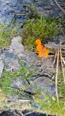 Dacrymyces chrysospermus