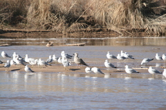 Larus fuscus