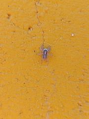 Menemerus taeniatus