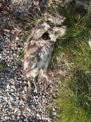 Rodentia