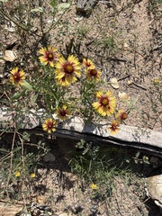 Gaillardia