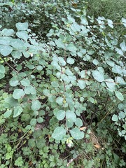 Symphoricarpos