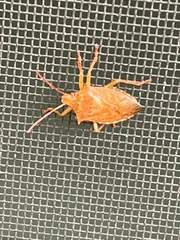 Podisus maculiventris