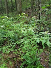 Pycnanthemum