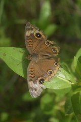 Junonia neildi varia