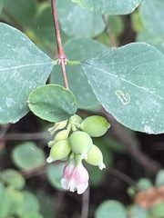 Symphoricarpos