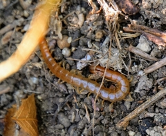 Theatops erythrocephalus