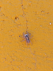 Menemerus taeniatus