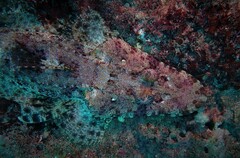 Papilloculiceps longiceps