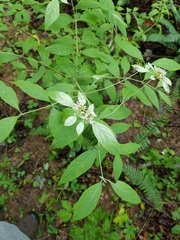 Pycnanthemum