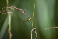 Tetragnathidae