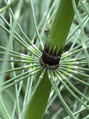 Equisetum