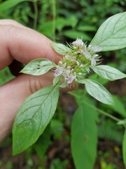 Pycnanthemum
