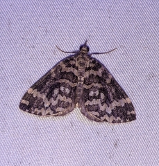 Hydriomena speciosata