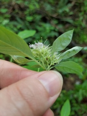 Pycnanthemum