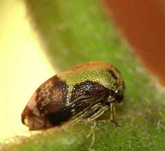 Smiliinae