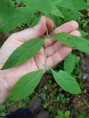 Pycnanthemum
