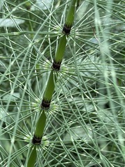 Equisetum