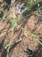 Dieteria canescens