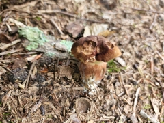 Gyromitra esculenta