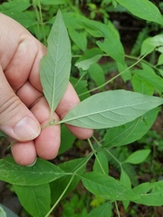 Pycnanthemum