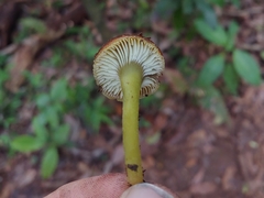 Hygrocybe chloochlora