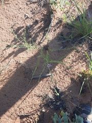 Dieteria canescens