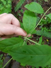 Pycnanthemum