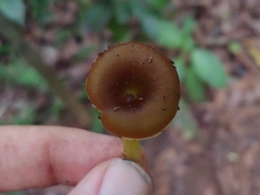 Hygrocybe chloochlora