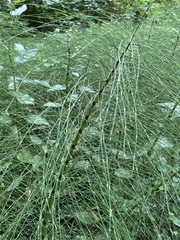 Equisetum