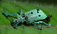 Ericydeus nigropunctatus